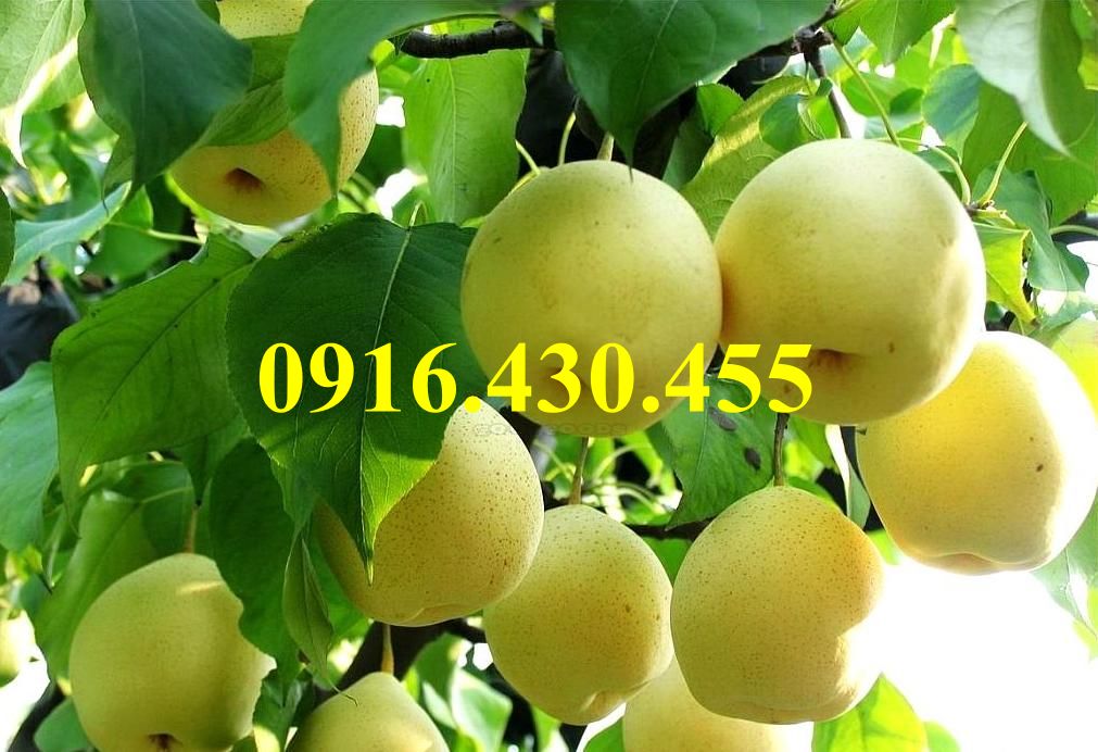 Cây giống lê vàng